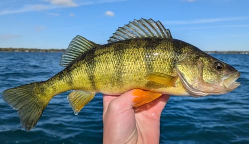 Yellow Perch reference