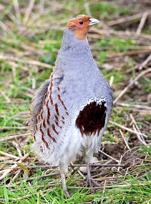 Grey Partridge reference