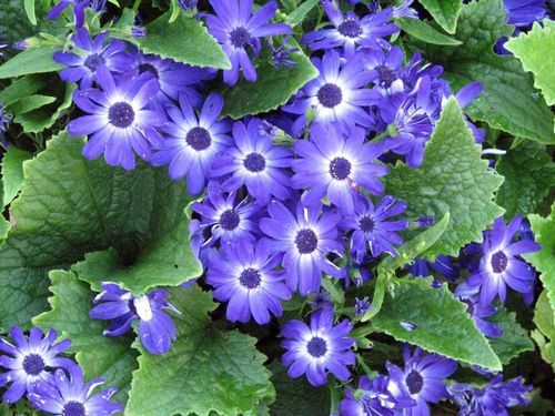 Florist's Cineraria reference