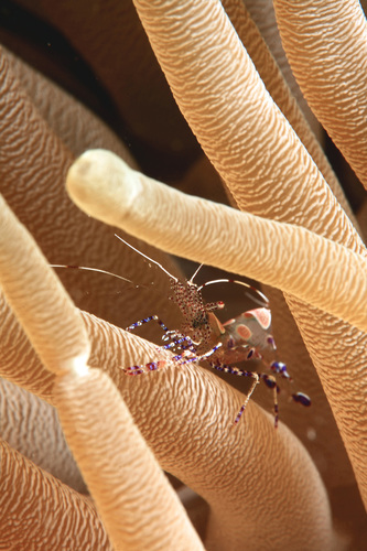 Spotted Cleaner Shrimp reference