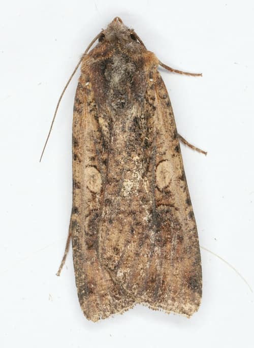 Variegated Cutworm reference