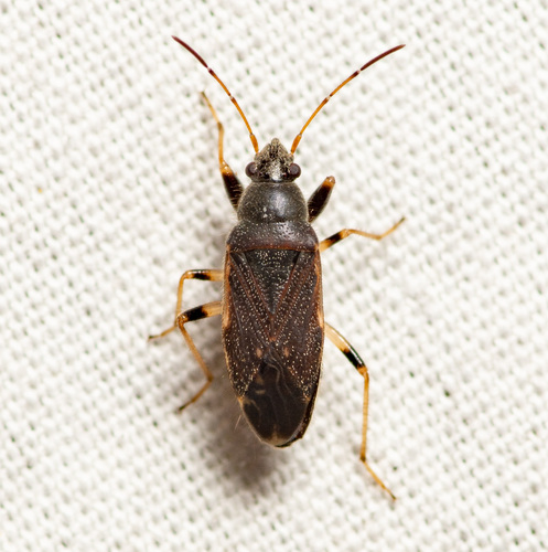 Similar Dirt-colored Seed Bug reference