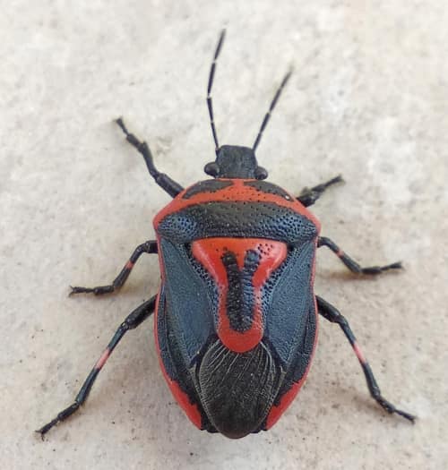 Two-Spotted Stink Bug reference