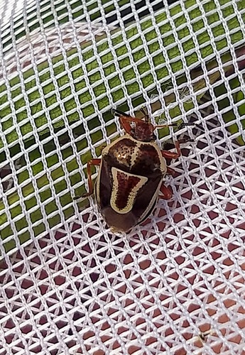 Red-bordered Stink Bug reference