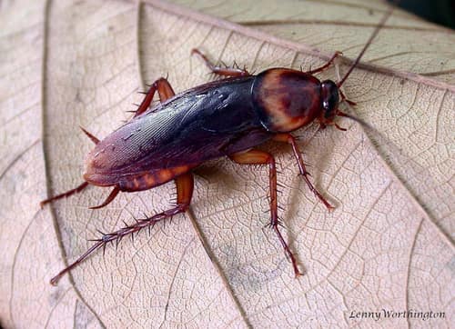 American Cockroach reference