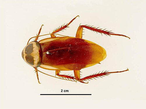 Australian Cockroach reference