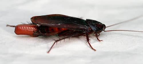 Smokybrown Cockroach reference