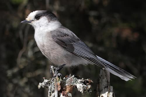 Canada Jay reference