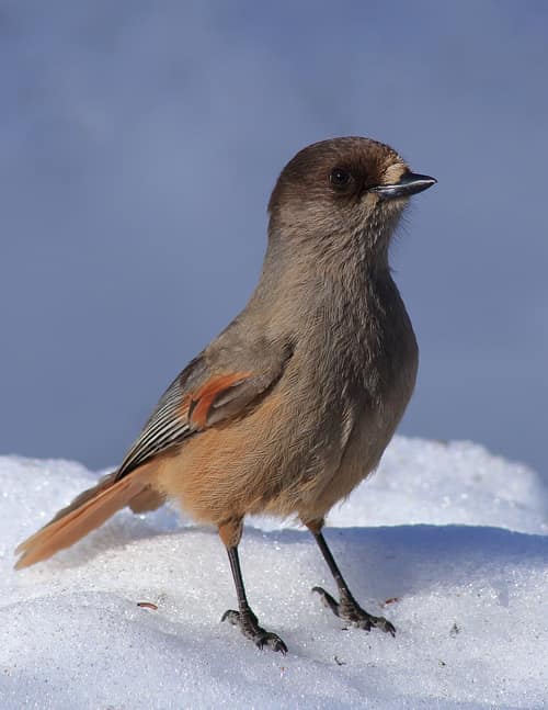 Siberian Jay reference