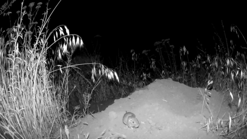 Great Basin Pocket Mouse reference