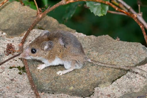 White-footed Mouse reference