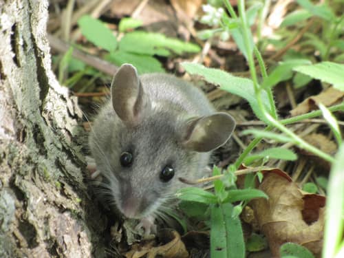 North American Deermouse reference