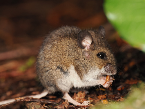 Western Deer Mouse reference