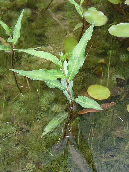 Water Pepper reference