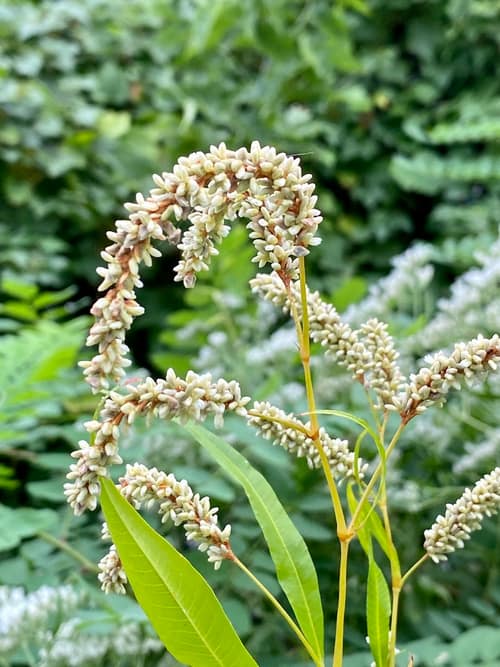 Pale Smartweed reference