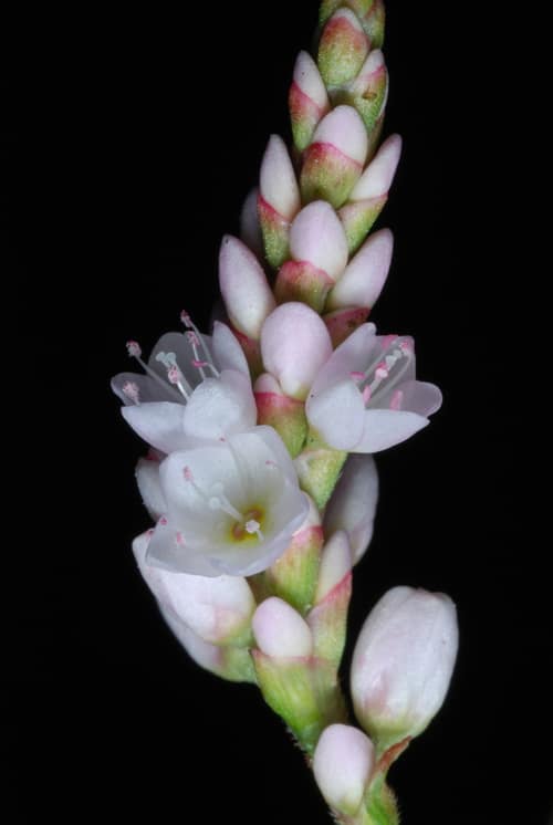 Pennsylvania Smartweed reference