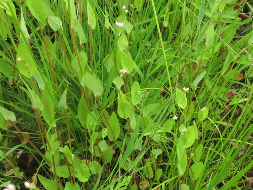 Arrowleaf Tearthumb reference