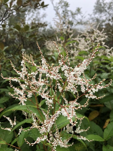 Himalayan Knotweed reference