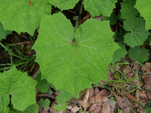 White Butterbur reference