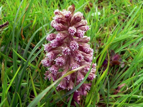 Common Butterbur reference