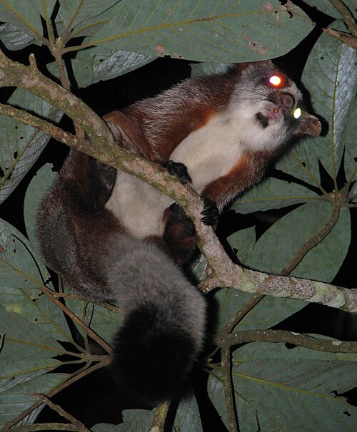 Red Giant Flying Squirrel reference