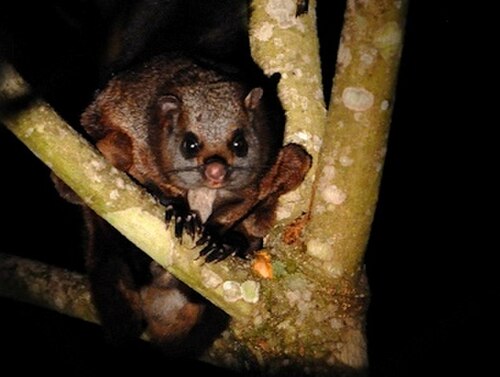 Indian Giant Flying Squirrel reference