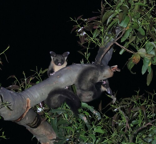 Yellow-bellied Glider reference