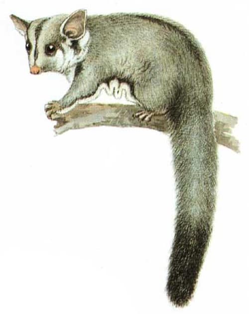 Sugar Glider reference