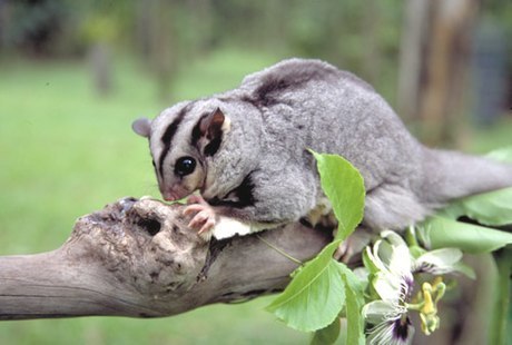 Mahogany Glider reference