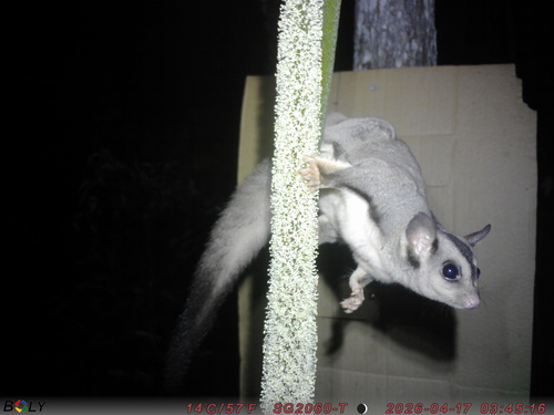 Squirrel Glider reference