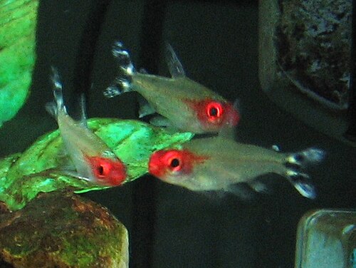 Firehead Tetra reference