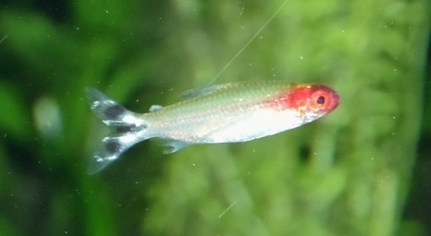 False Rummy-nose Tetra reference