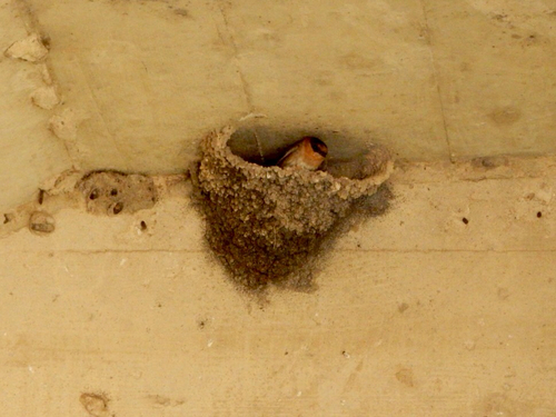 Cave Swallow reference