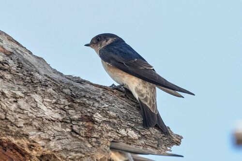 Tree Martin reference