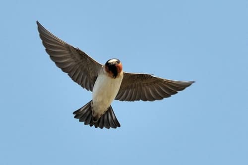 Cliff Swallow reference