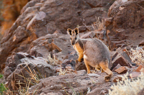 Yellow-footed Rock-wallaby reference