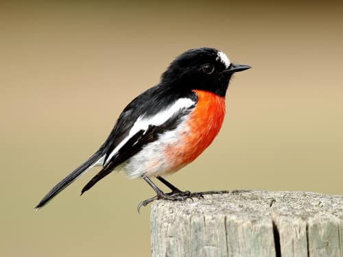 Scarlet Robin reference