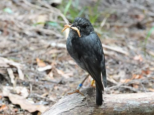 North Island Robin reference