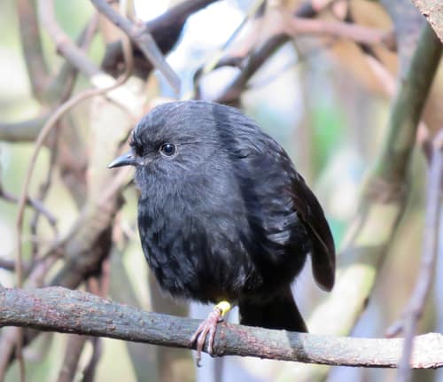 Black Robin reference