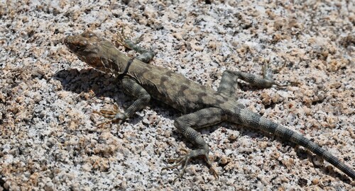 Banded Rock Lizard reference