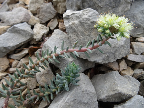Pale Stonecrop reference