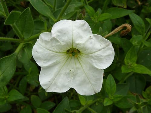 Large White Petunia reference