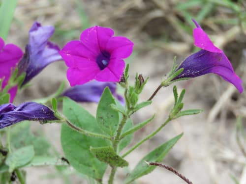 Violet Flower Petunia reference