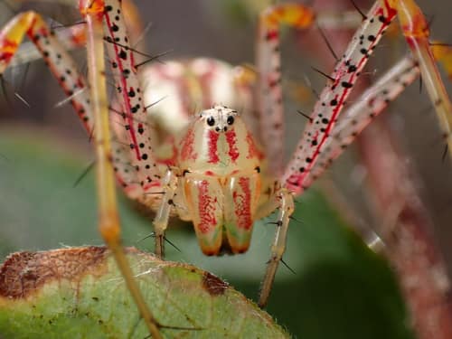 Green Lynx Spider reference