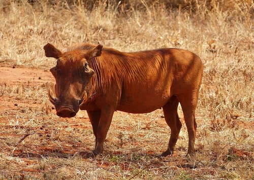 Desert Warthog reference