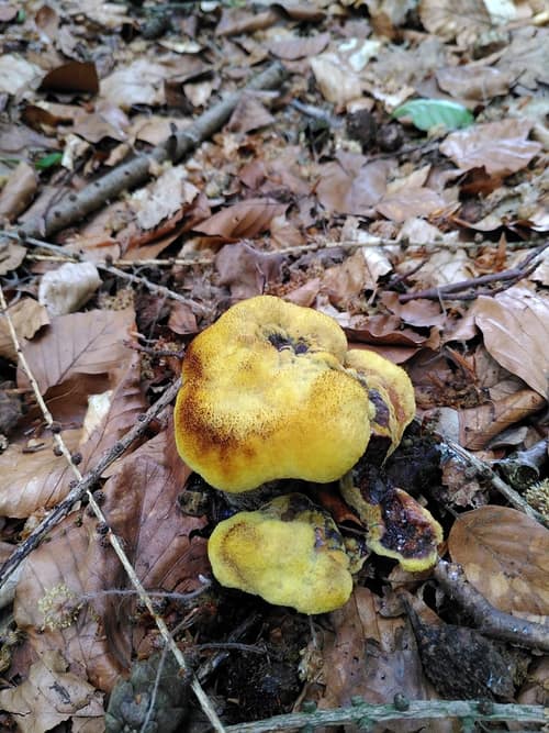 Dyers Polypore reference
