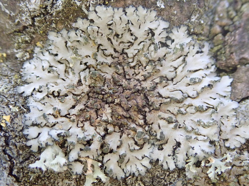Dark Rosette Lichen reference