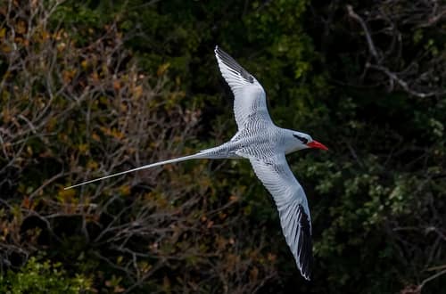Red-billed Tropicbird reference