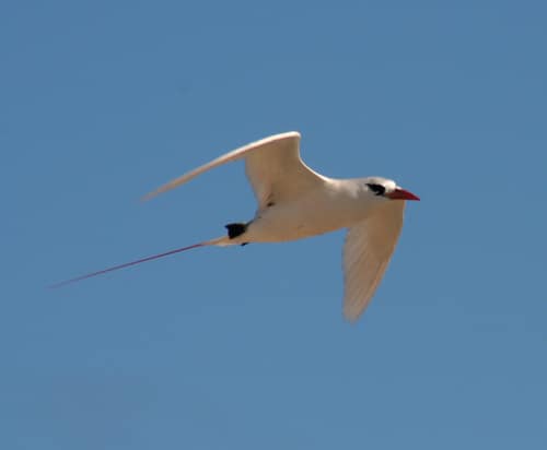 Red-tailed Tropicbird reference
