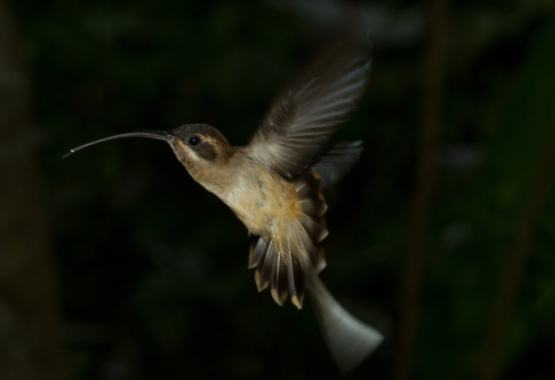 Long-Billed Hermit reference